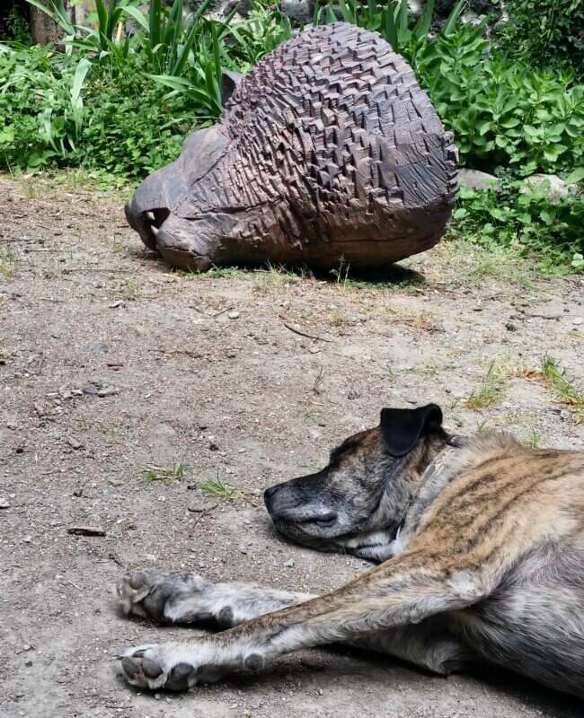 Pirat und Löwenkopf